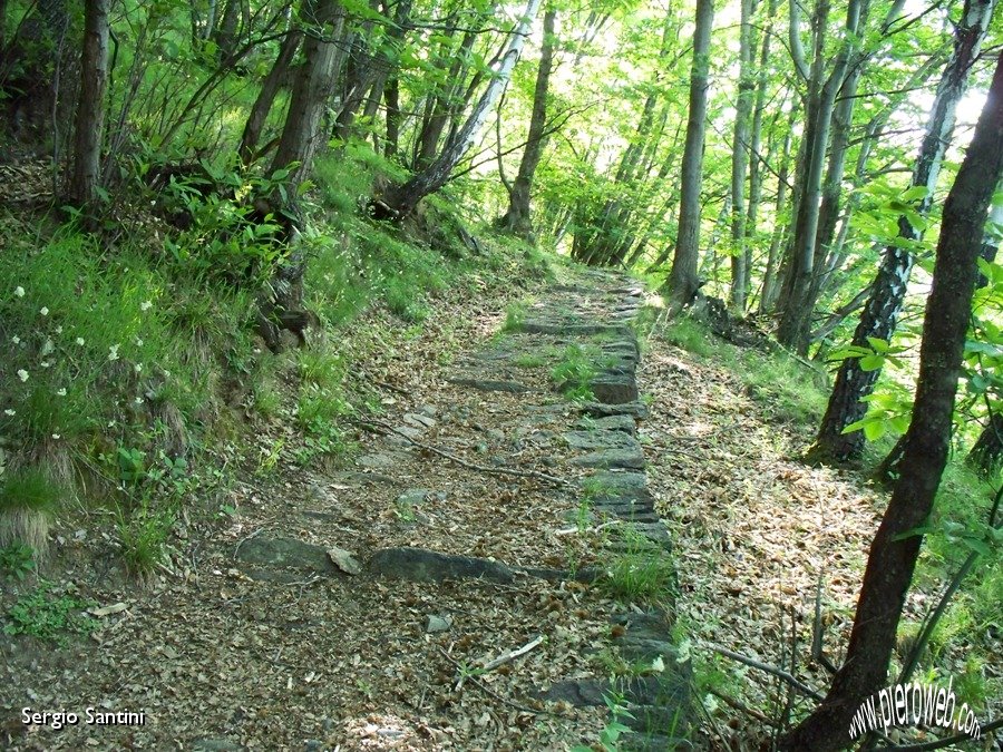 02 Bella mulattiera nel bosco di castagni.JPG